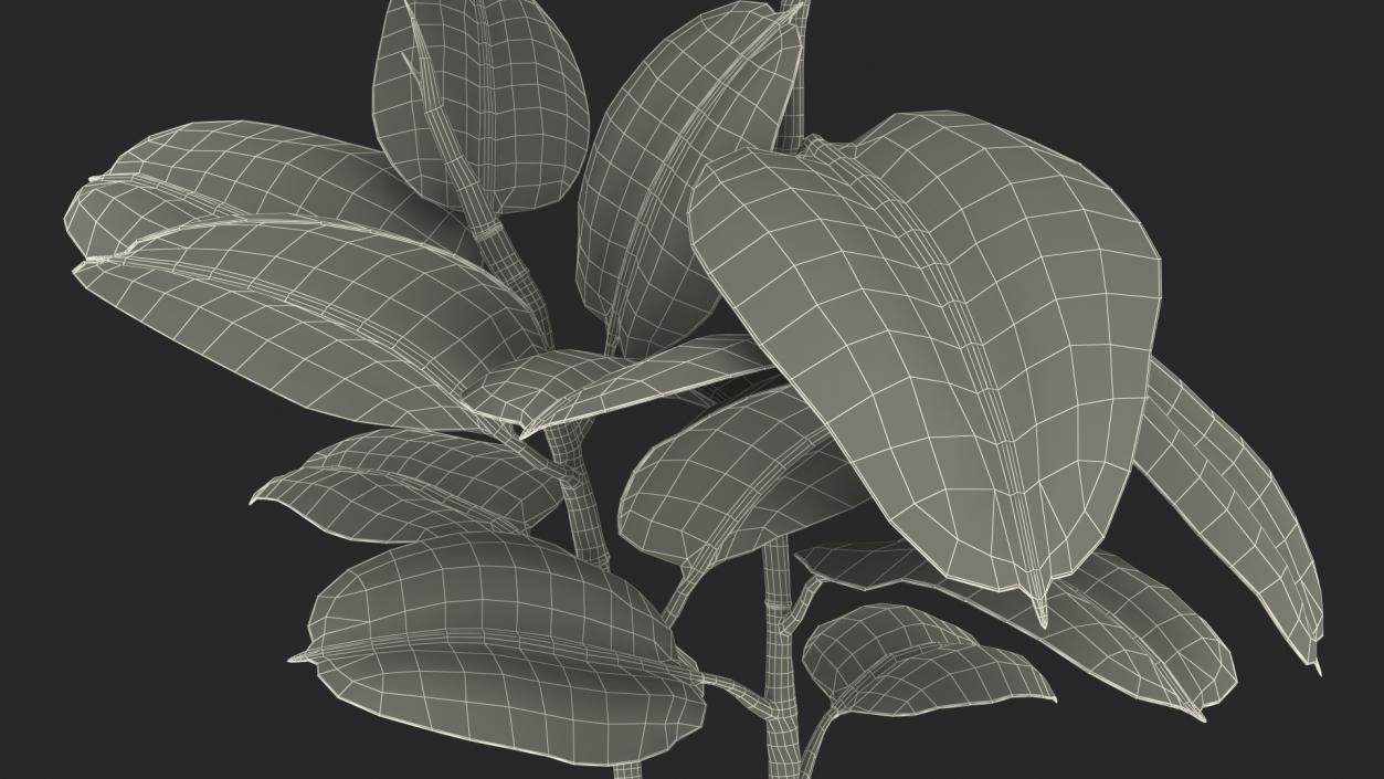 3D Rubber Tree Variegata in Pot model