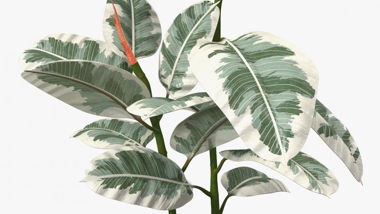 3D Rubber Tree Variegata in Pot model