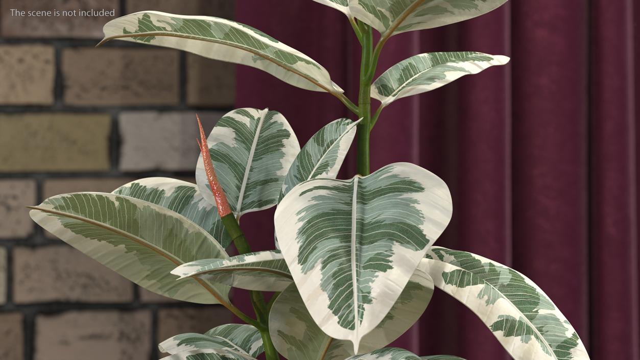 3D Rubber Tree Variegata in Pot model