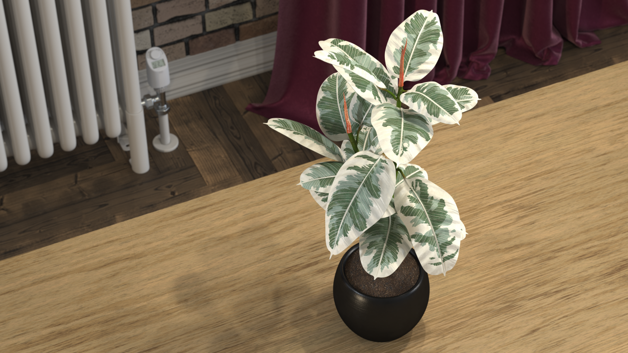 3D Rubber Tree Variegata in Pot model