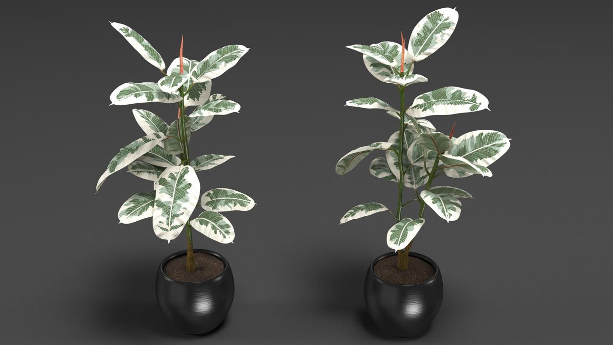 3D Rubber Tree Variegata in Pot model