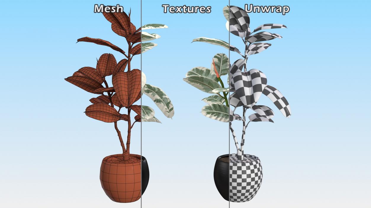 3D Rubber Tree Variegata in Pot model