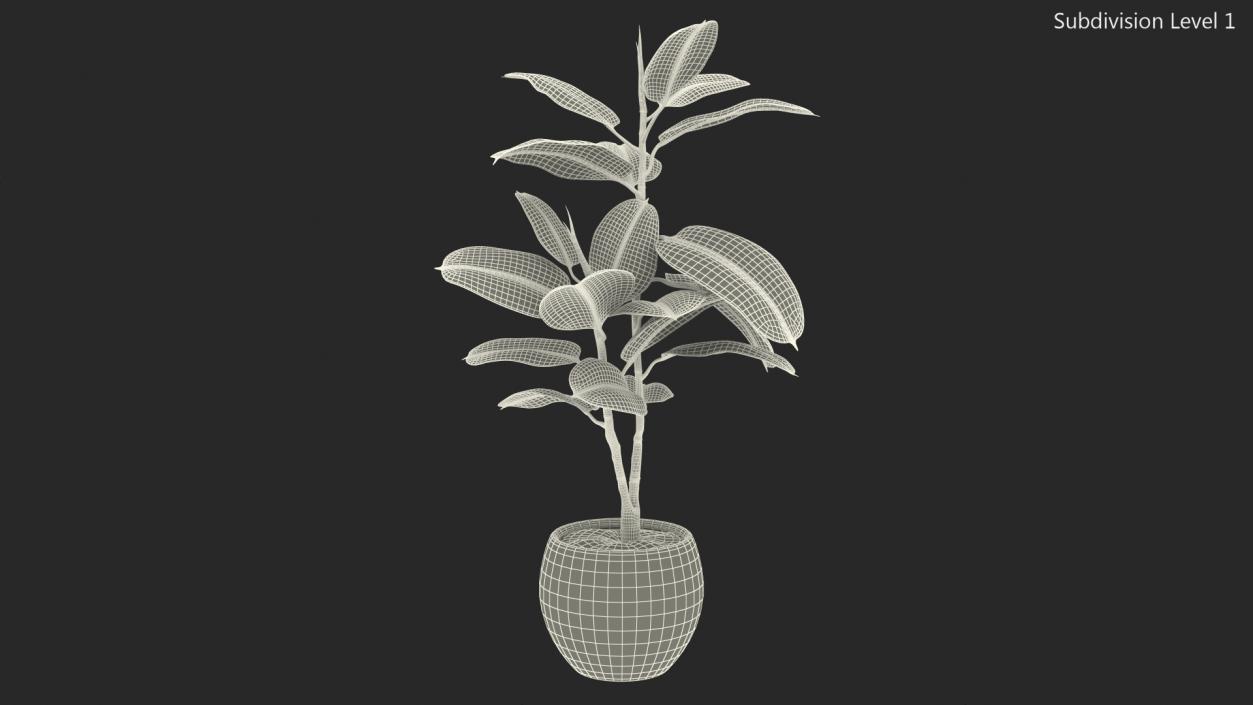 3D Rubber Tree Variegata in Pot model