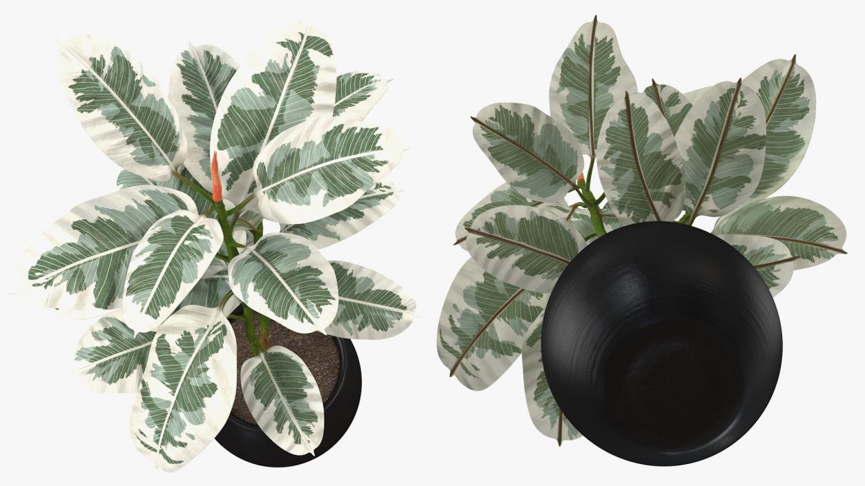 3D Rubber Tree Variegata in Pot model