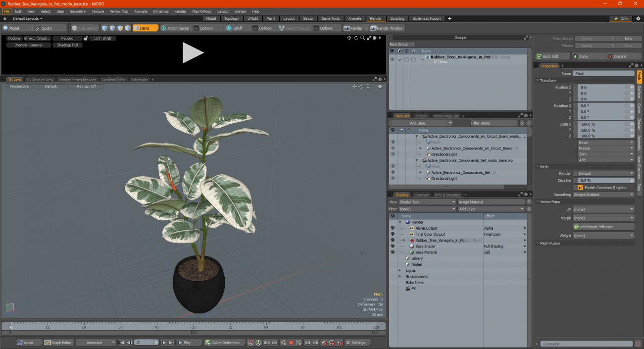 3D Rubber Tree Variegata in Pot model