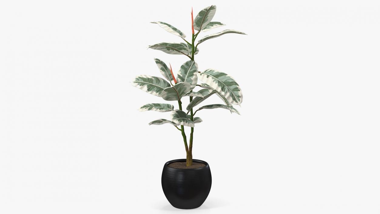 3D Rubber Tree Variegata in Pot model