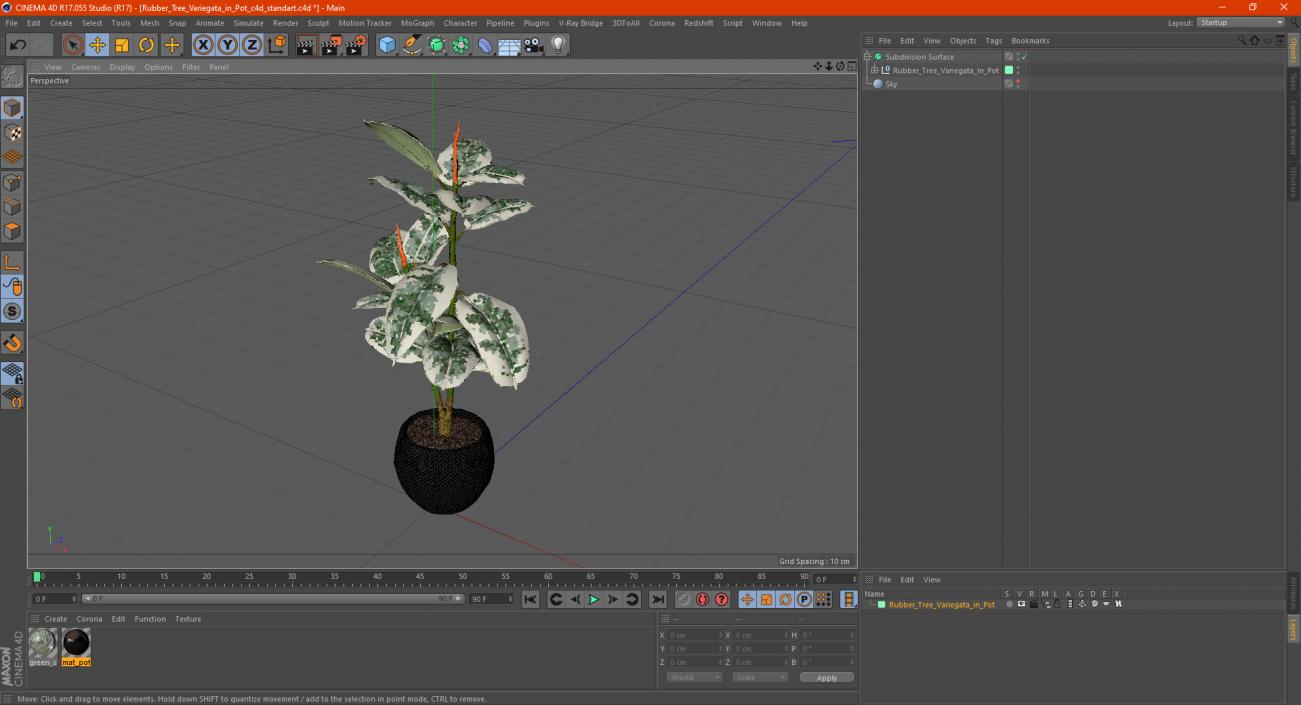 3D Rubber Tree Variegata in Pot model