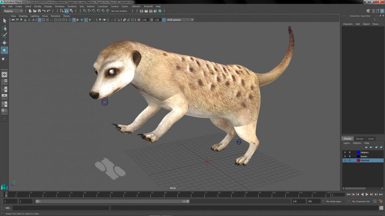 3D model Meerkat Rigged for Maya 3