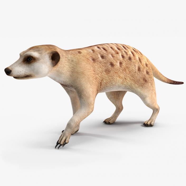 3D model Meerkat Rigged for Maya 3