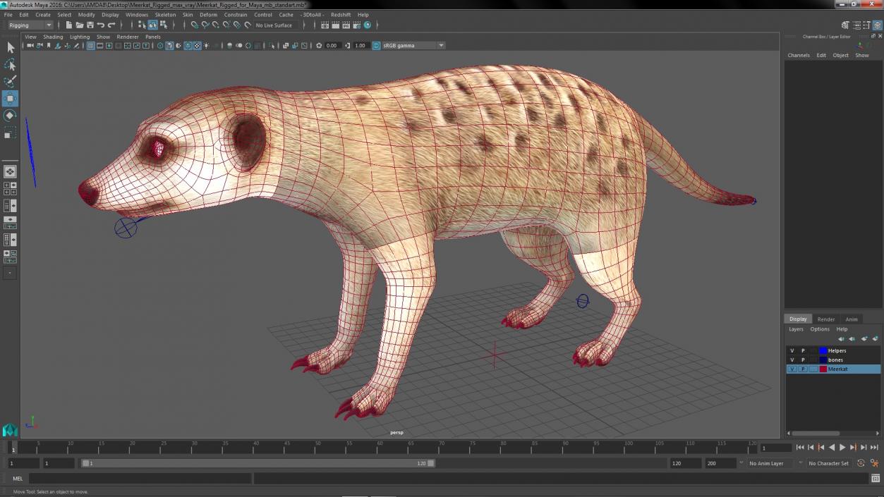 3D model Meerkat Rigged for Maya 3