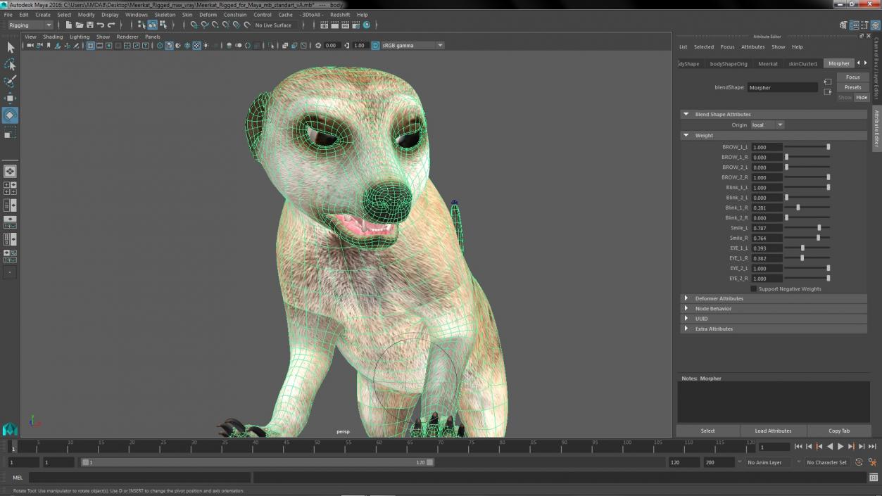 3D model Meerkat Rigged for Maya 3