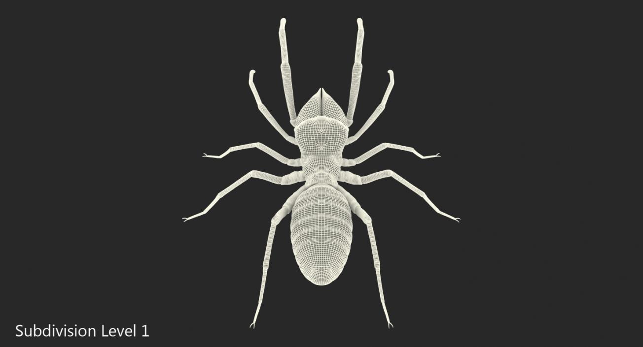 3D model Solifugae or Camel Spider