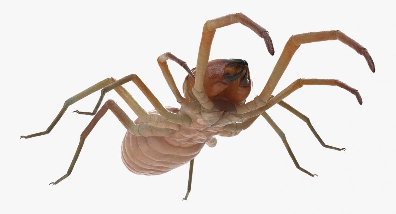 3D model Solifugae or Camel Spider