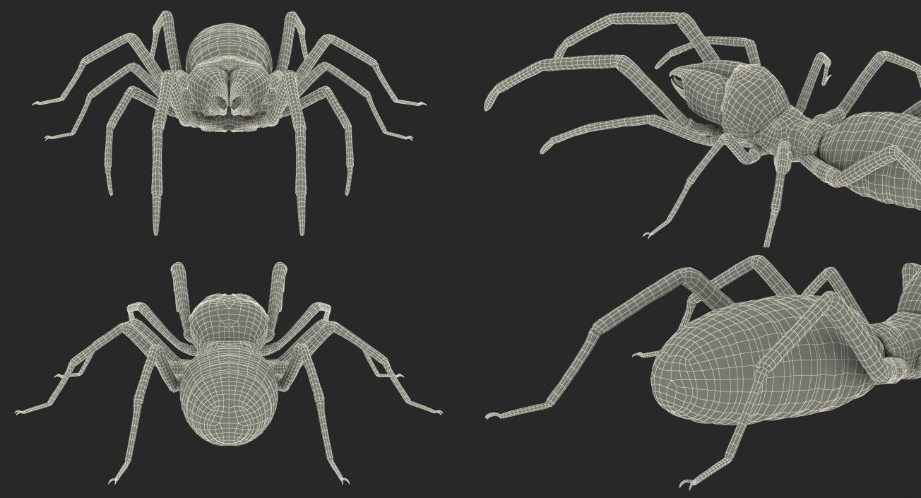 3D model Solifugae or Camel Spider