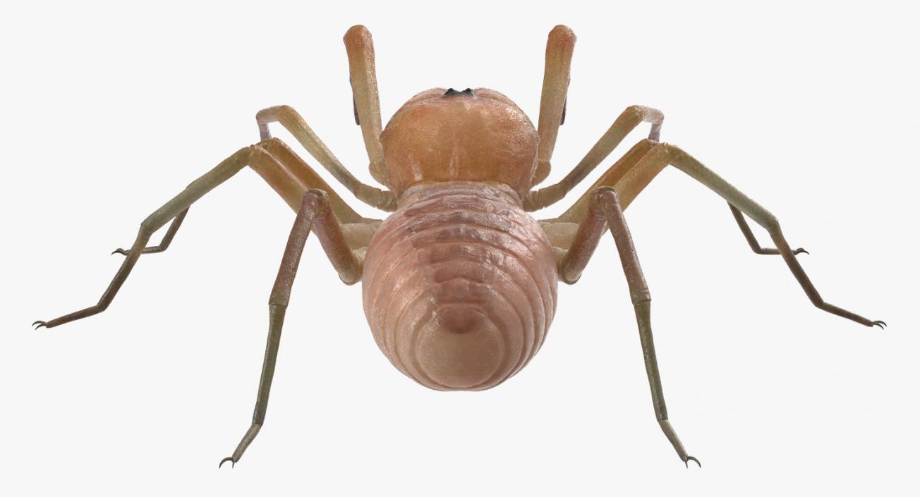 3D model Solifugae or Camel Spider