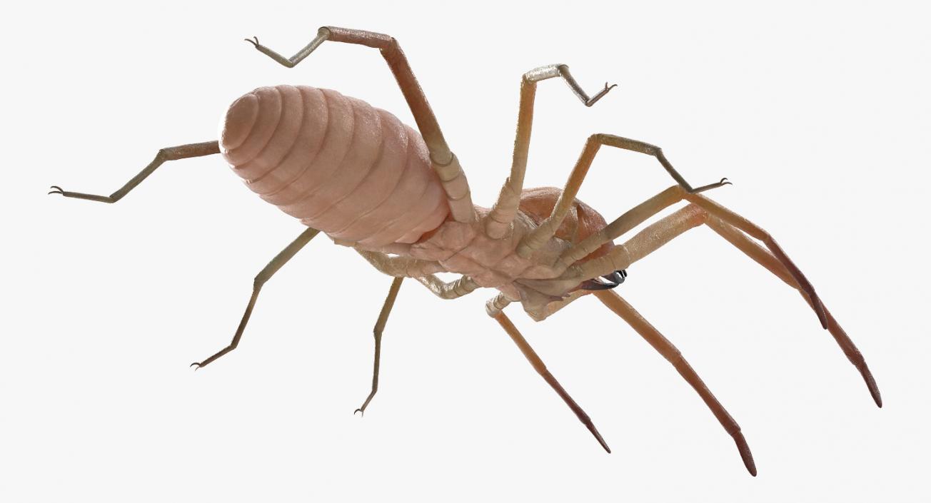 3D model Solifugae or Camel Spider