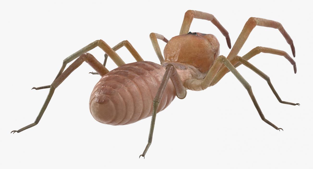 3D model Solifugae or Camel Spider