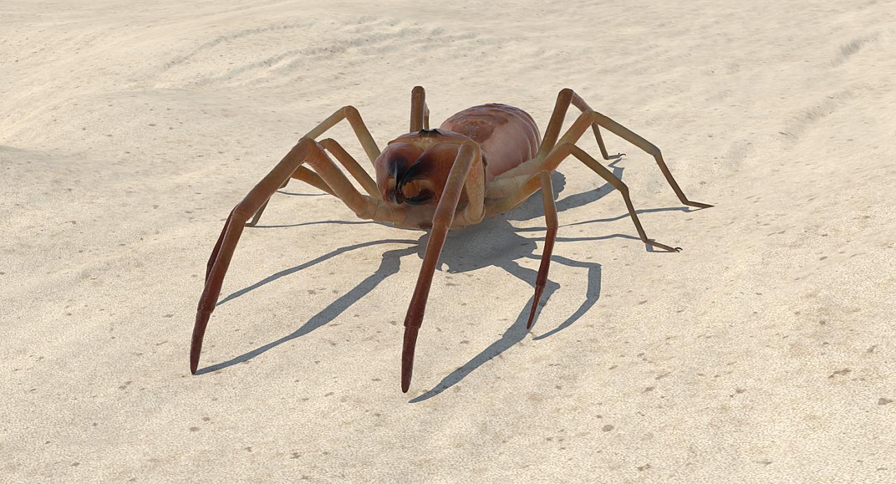 3D model Solifugae or Camel Spider