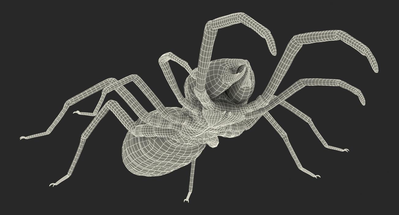 3D model Solifugae or Camel Spider