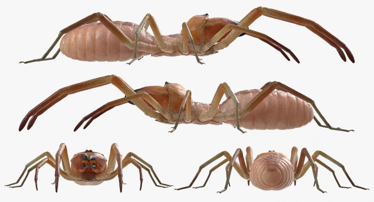 3D model Solifugae or Camel Spider