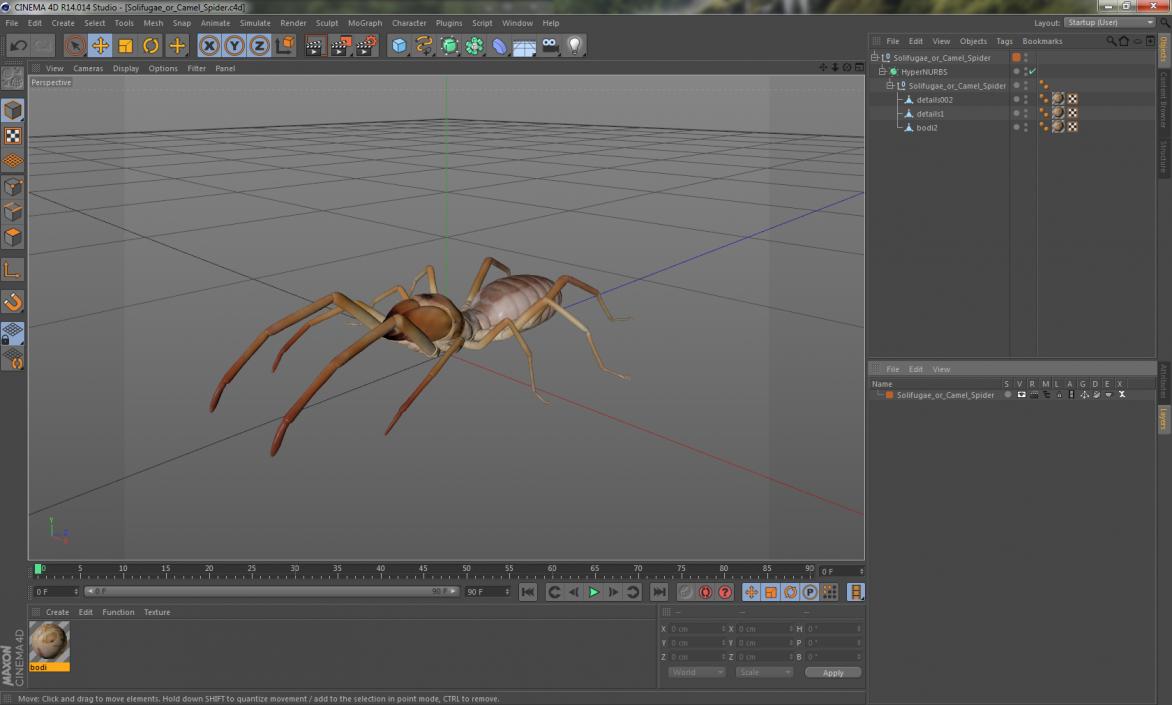 3D model Solifugae or Camel Spider