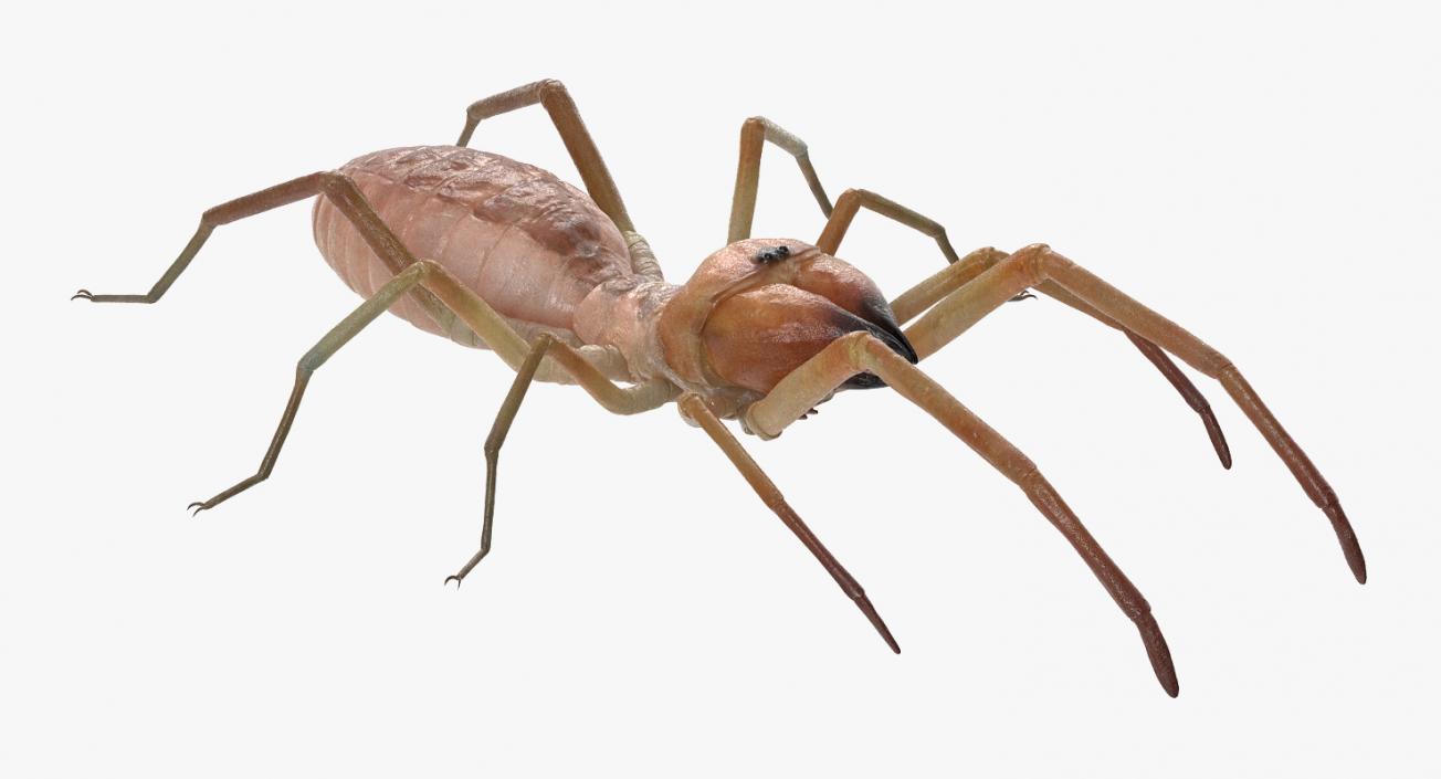 3D model Solifugae or Camel Spider