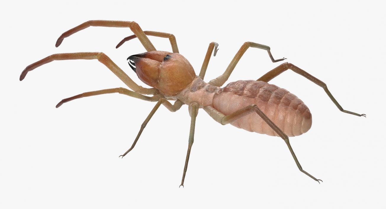 3D model Solifugae or Camel Spider