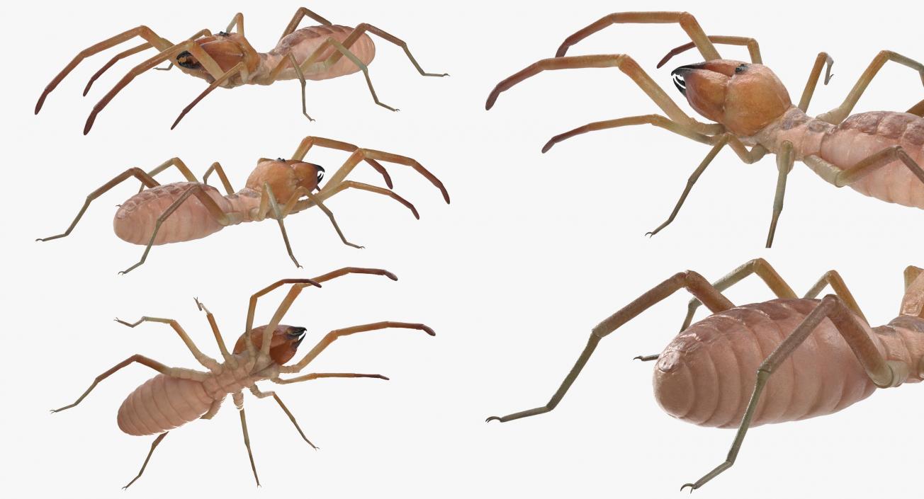 3D model Solifugae or Camel Spider