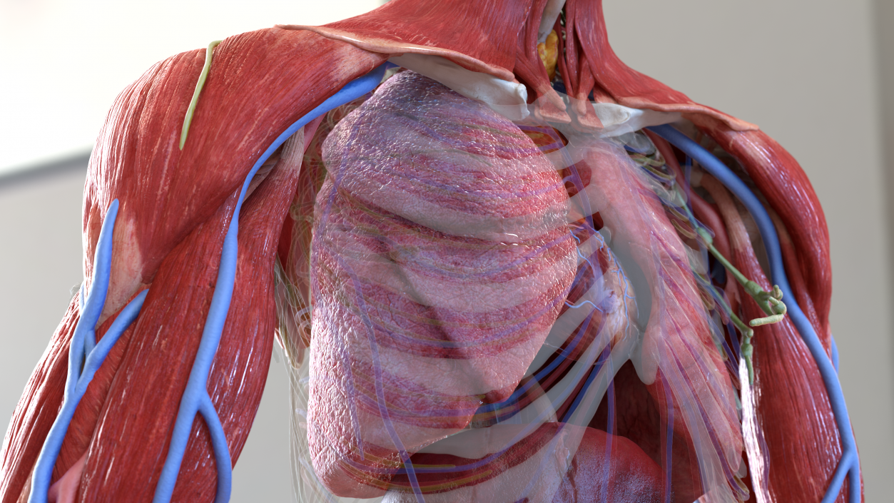 3D Human Respiratory System 2