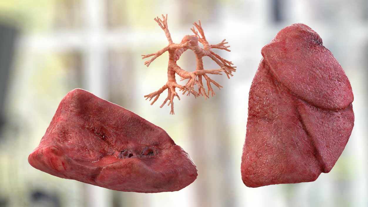 3D Human Respiratory System 2