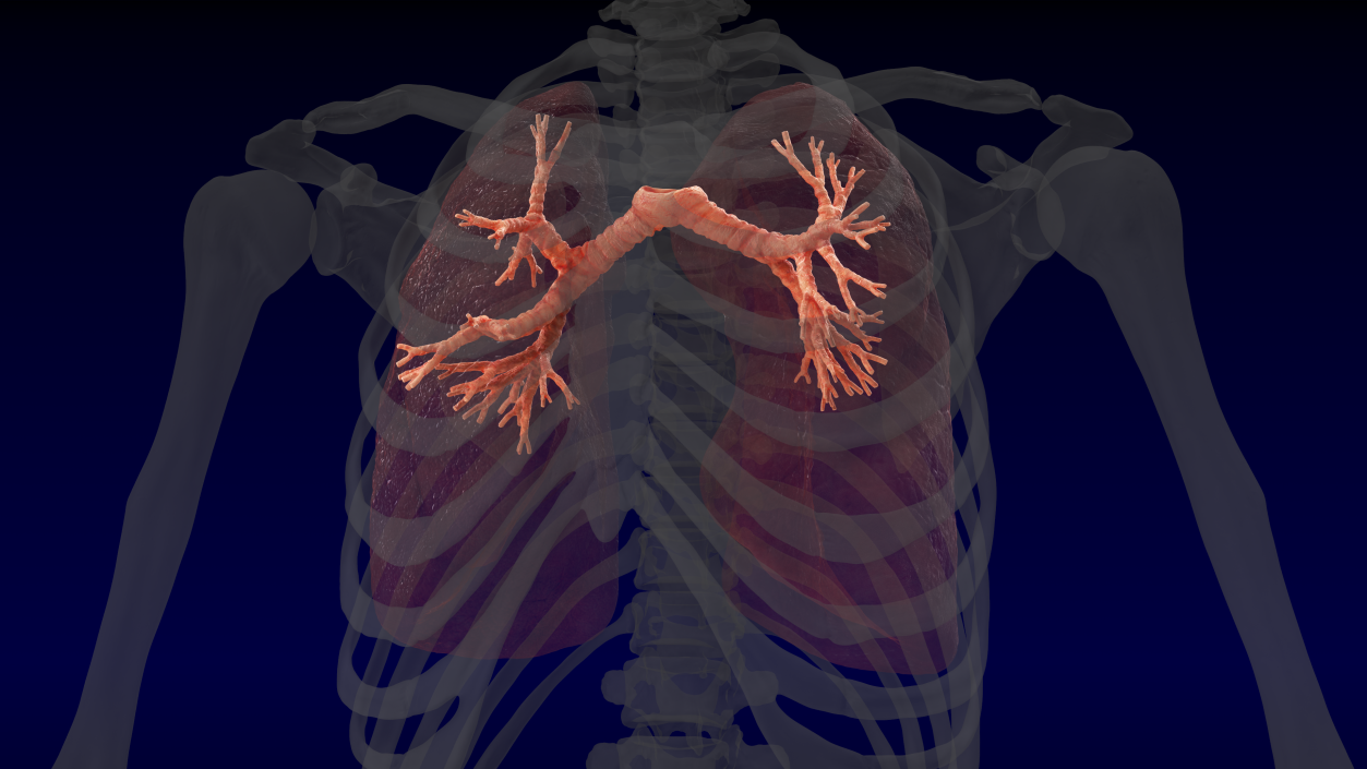 3D Human Respiratory System 2