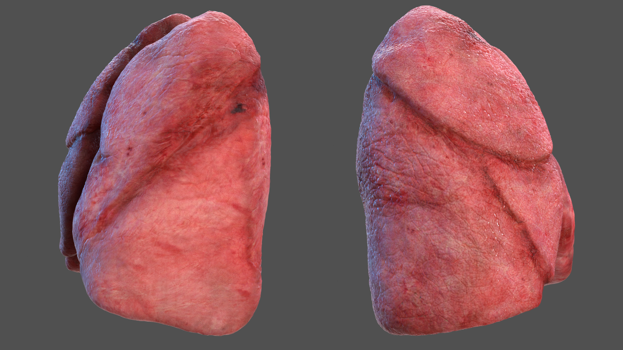 3D Human Respiratory System 2