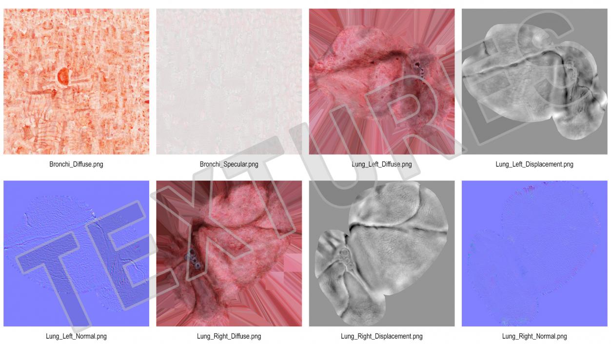 3D Human Respiratory System 2