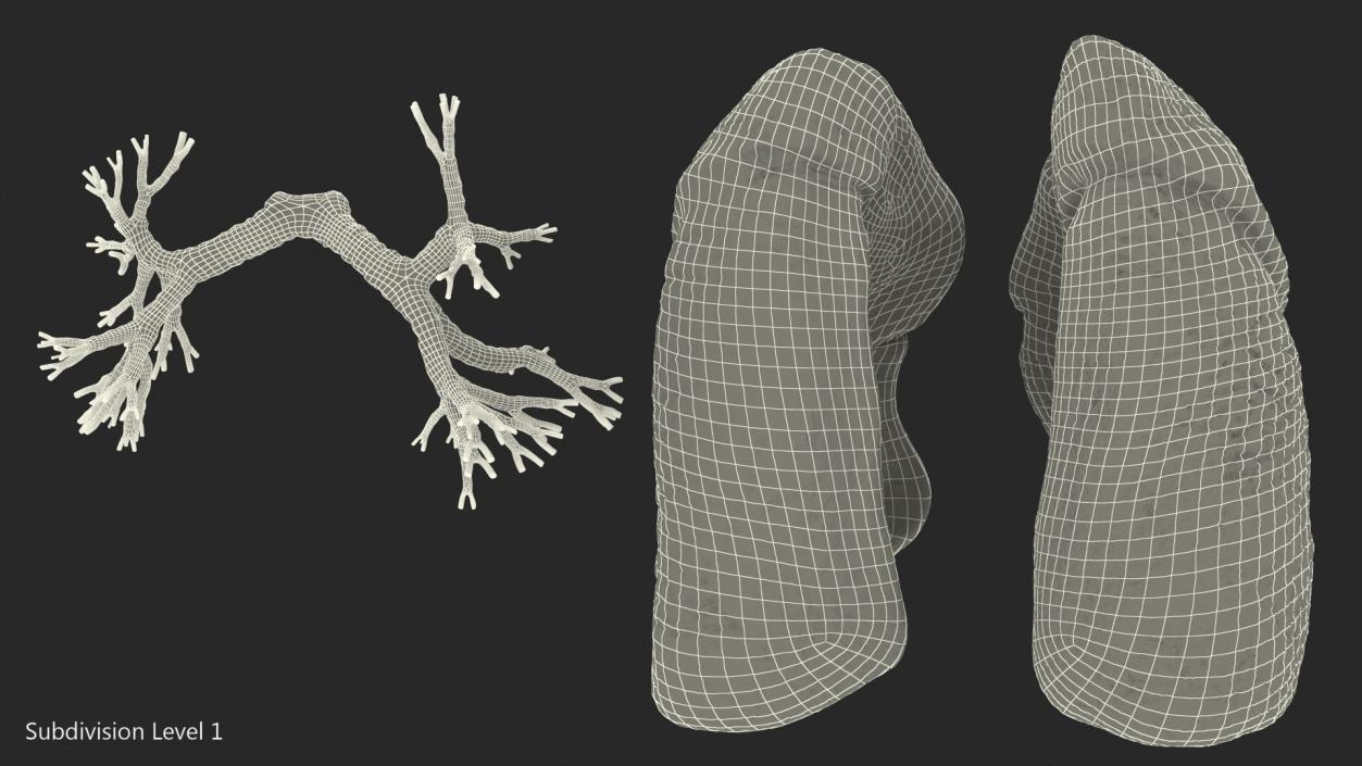 3D Human Respiratory System 2