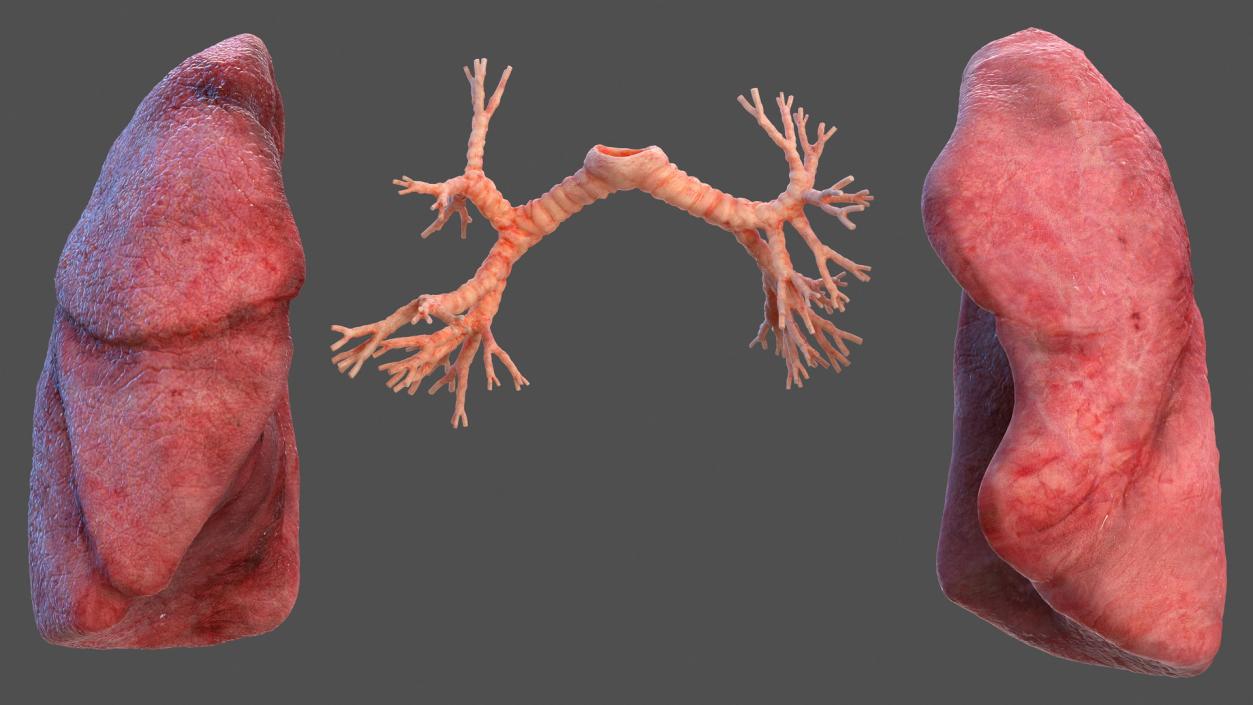 3D Human Respiratory System 2