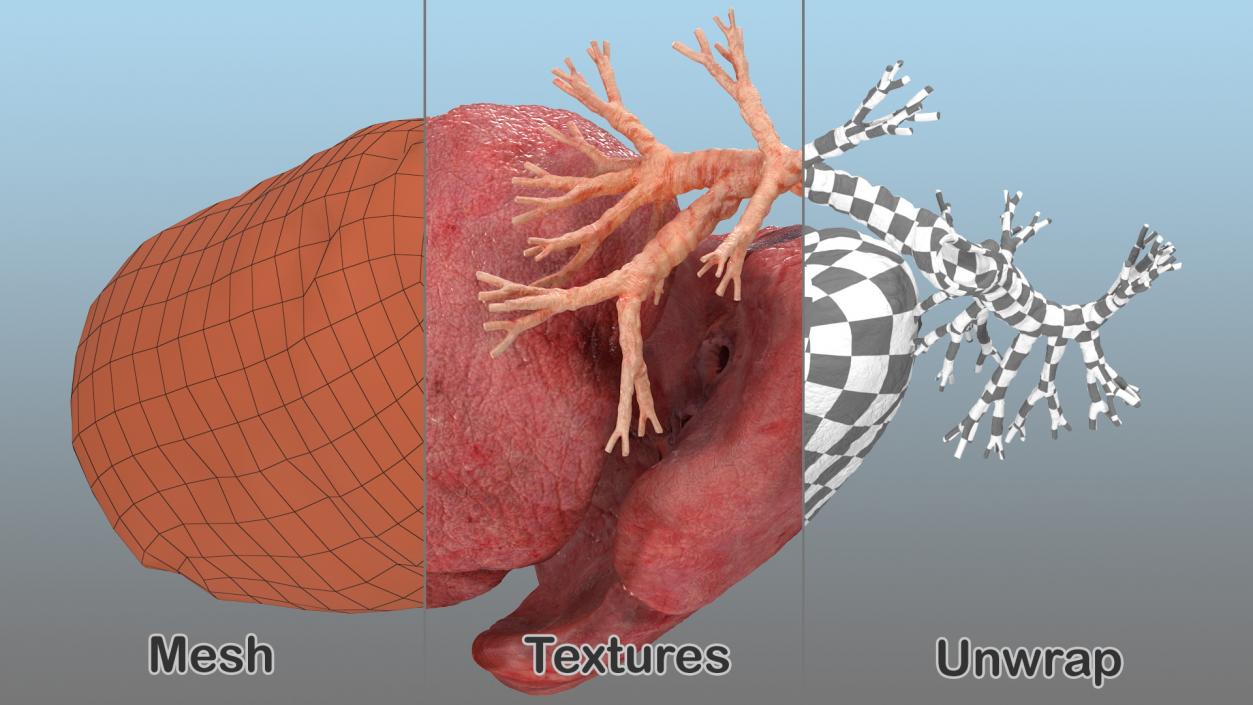 3D Human Respiratory System 2