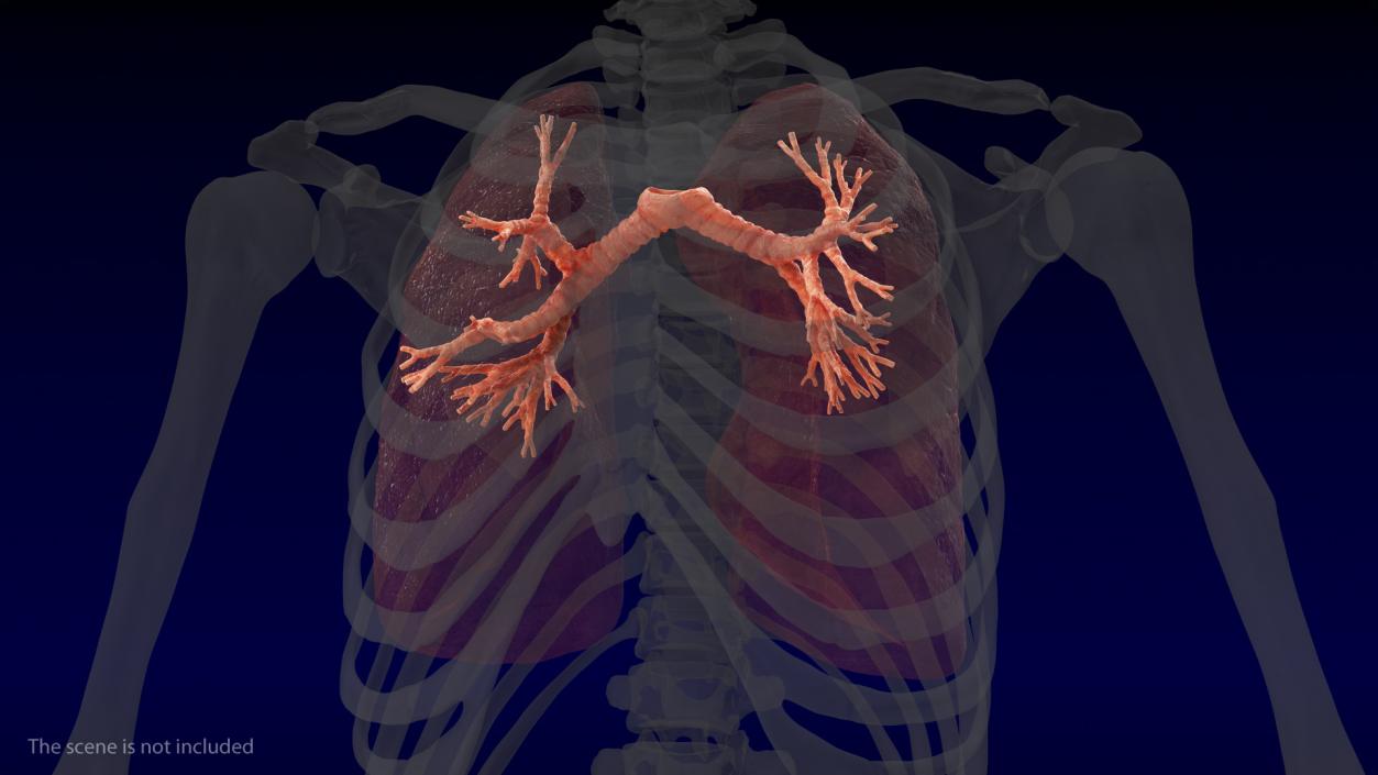 3D Human Respiratory System 2