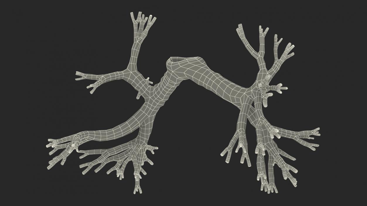 3D Human Respiratory System 2