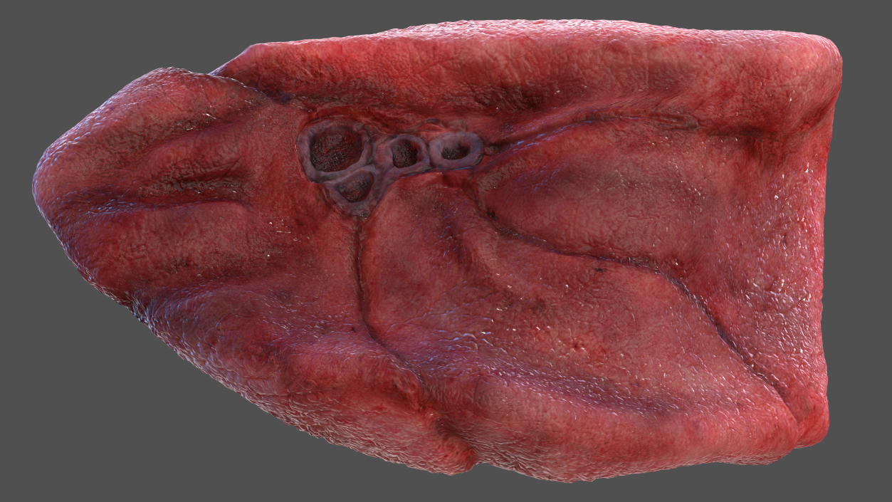 3D Human Respiratory System 2