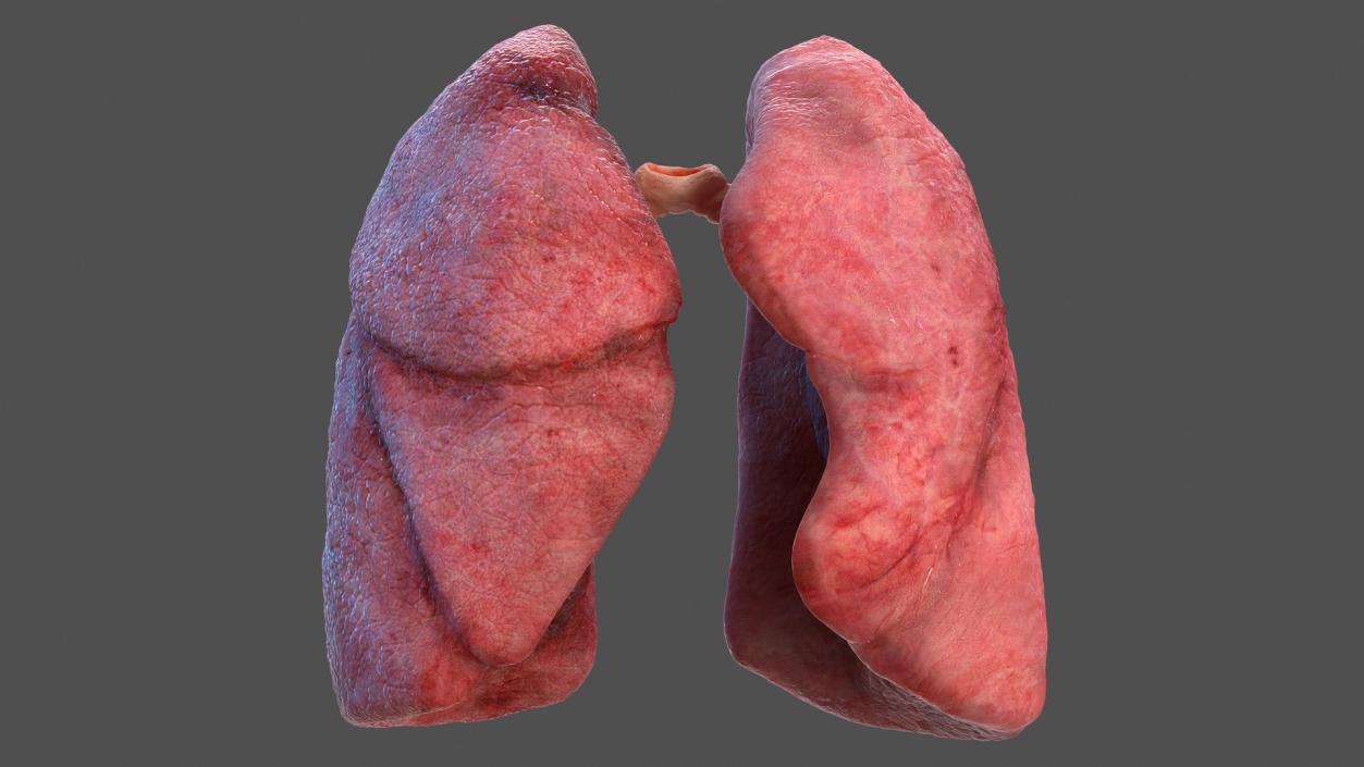 3D Human Respiratory System 2