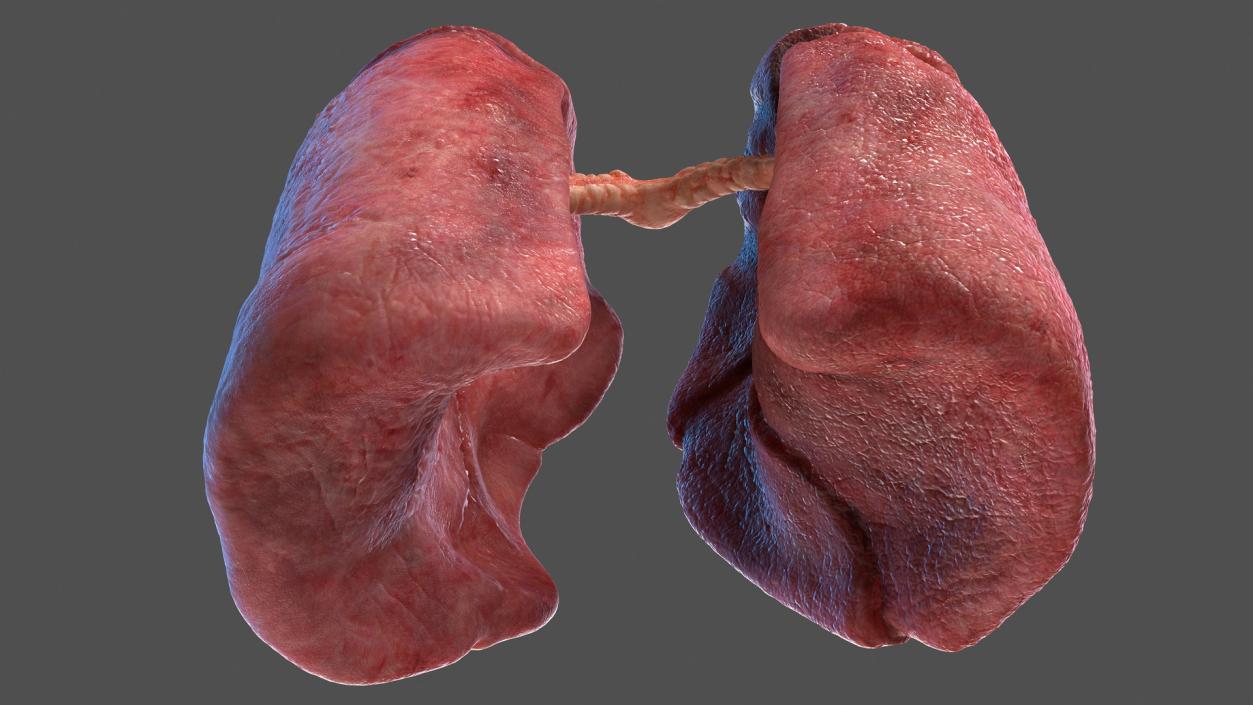 3D Human Respiratory System 2