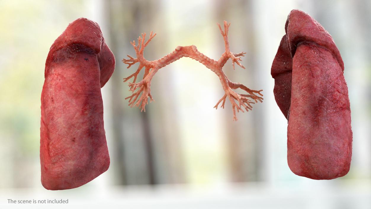 3D Human Respiratory System 2