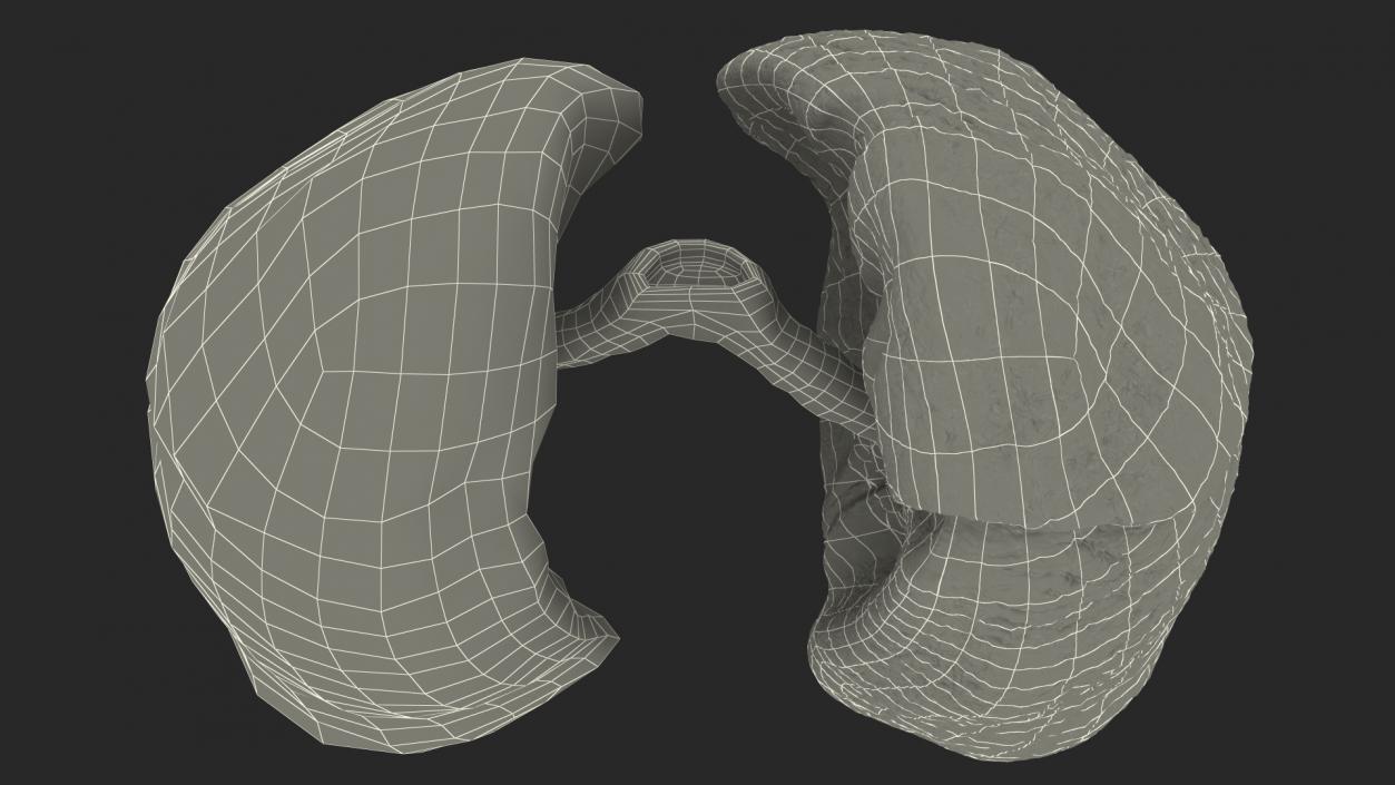 3D Human Respiratory System 2