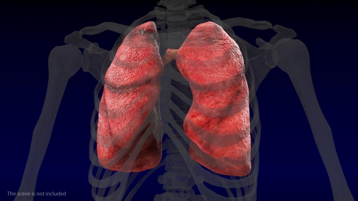 3D Human Respiratory System 2