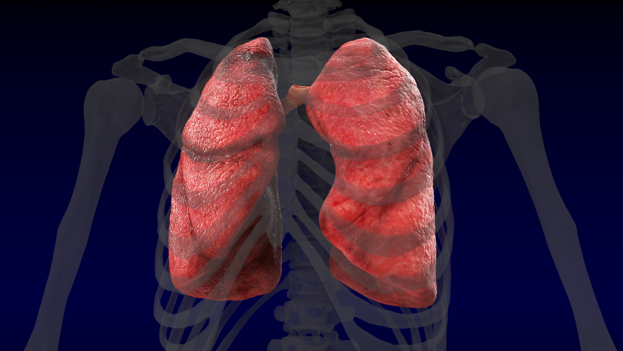 3D Human Respiratory System 2