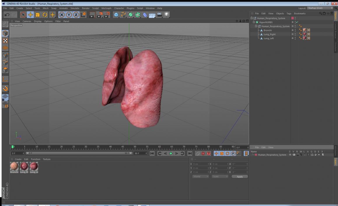 3D Human Respiratory System 2