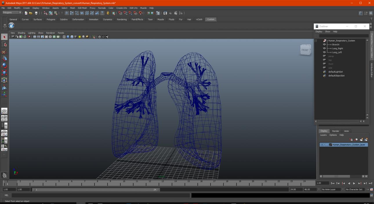 3D Human Respiratory System 2