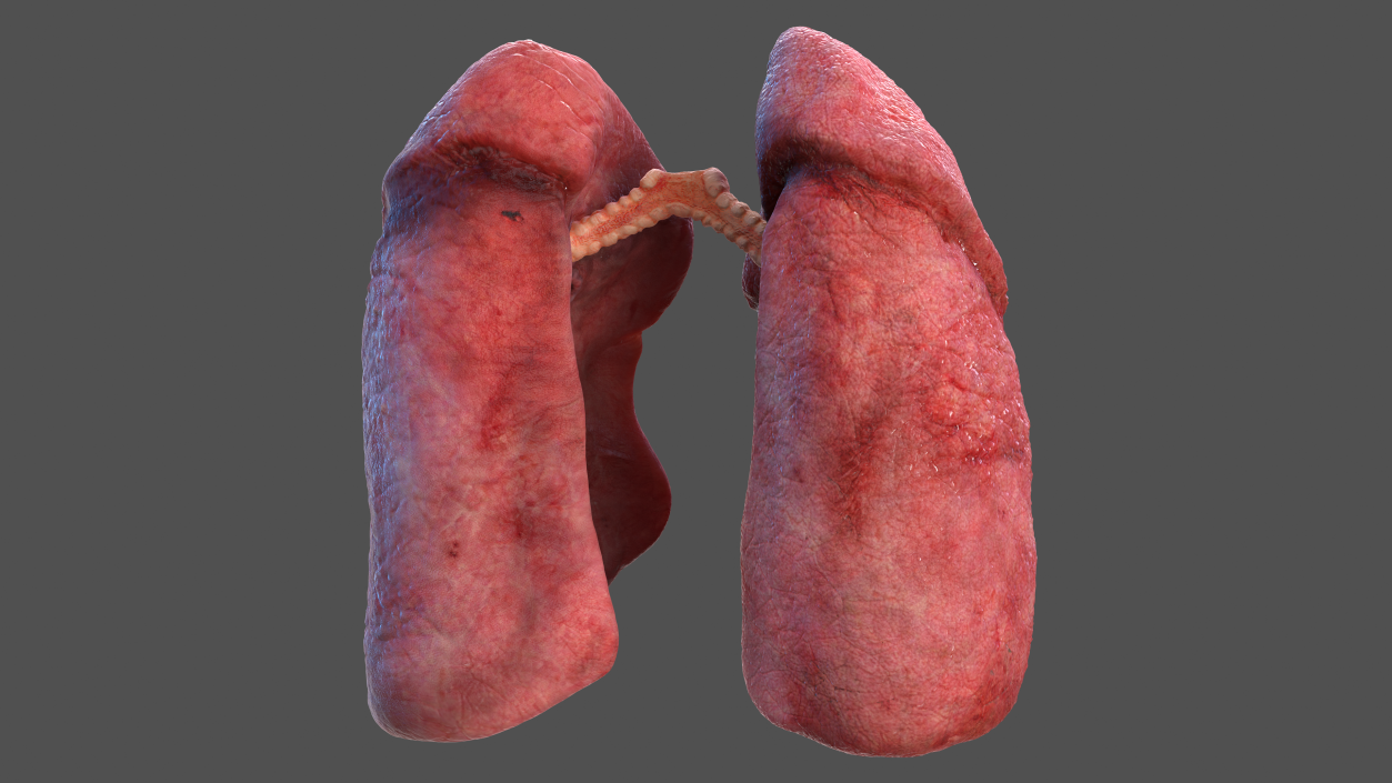 3D Human Respiratory System 2