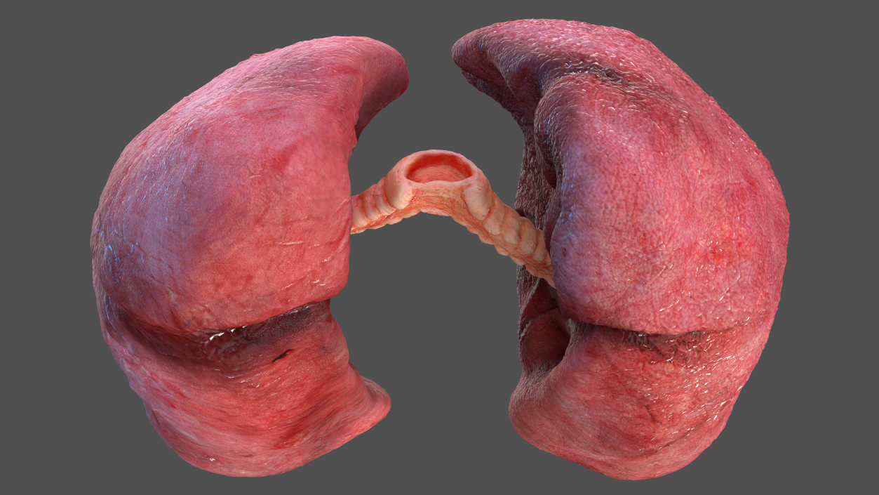 3D Human Respiratory System 2