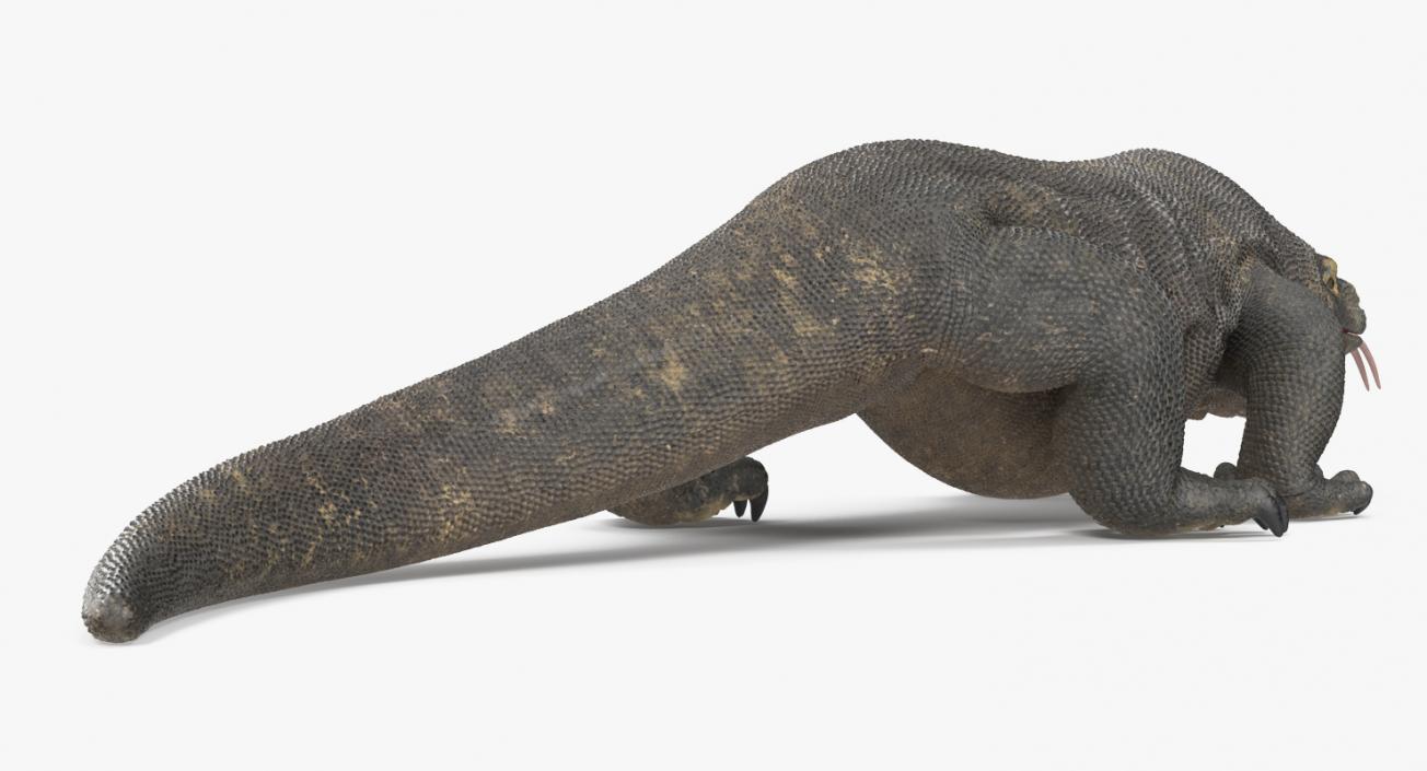 3D Komodo Dragon Walking Pose